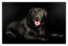 Hond zwart in zwart in fotostudio.jpg
